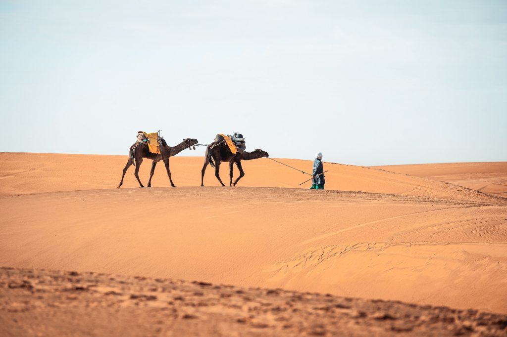 Portrait picture of berber walking with camels in Merzouga Sahara Morocco