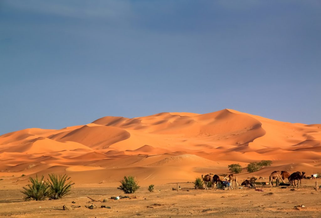 Camels at the dunes