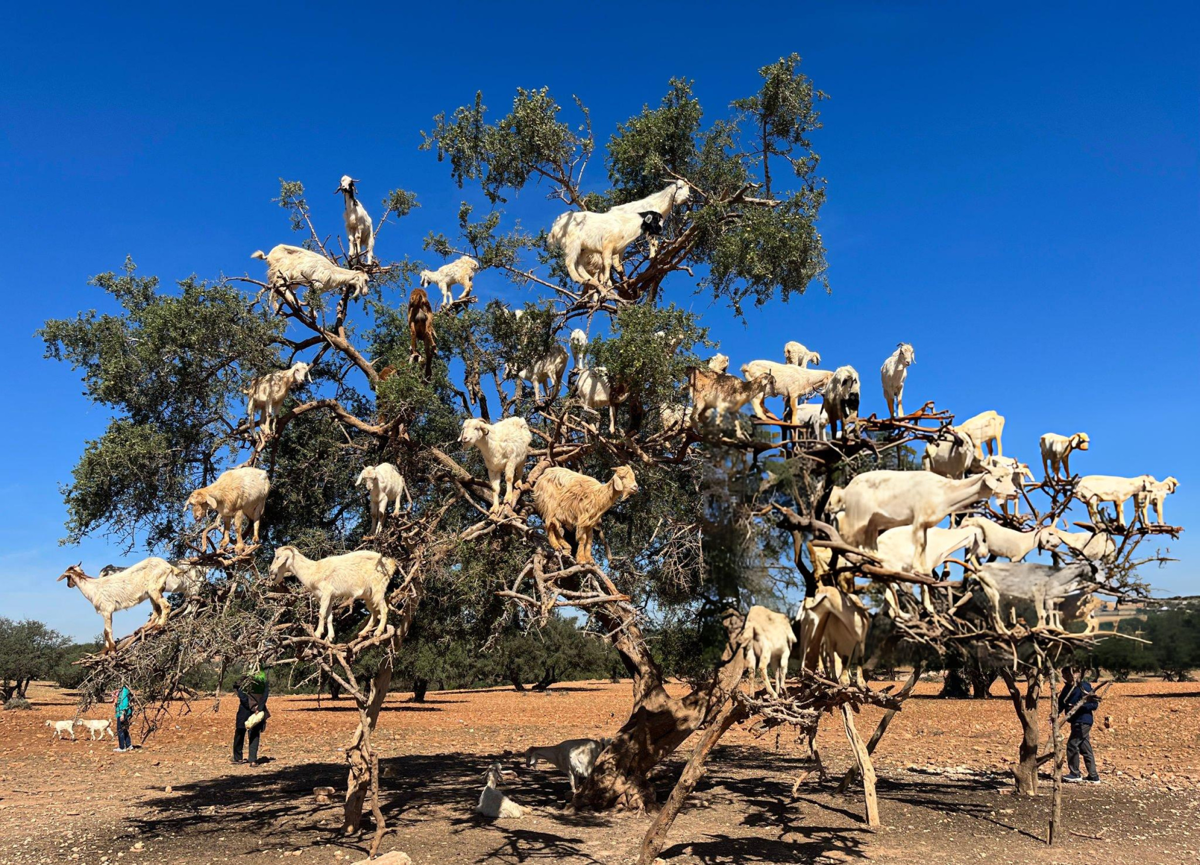 Excursión Privada desde Marrakech a Essaouira